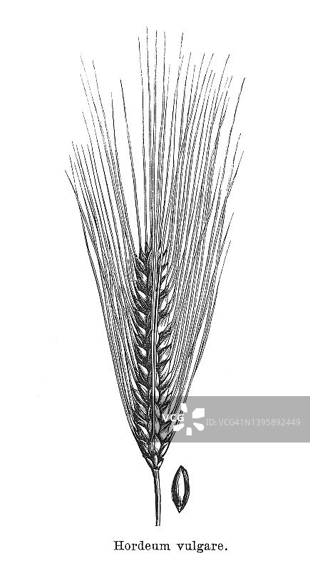 老式大麦插画图片素材