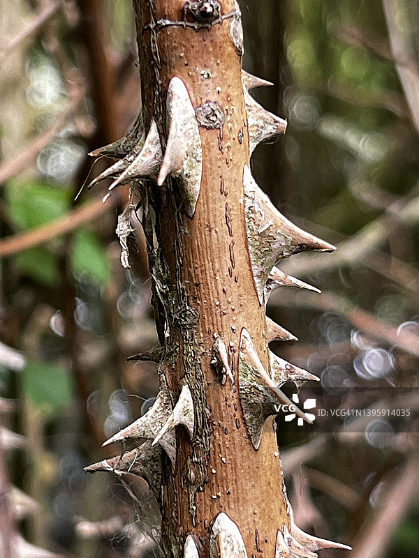 近距离拍摄带尖刺的刺楸树枝图片素材