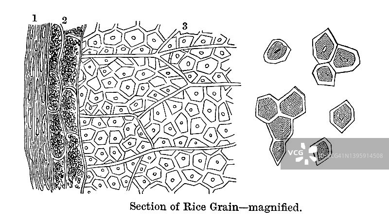 高度放大米粒截面古老版画图片素材