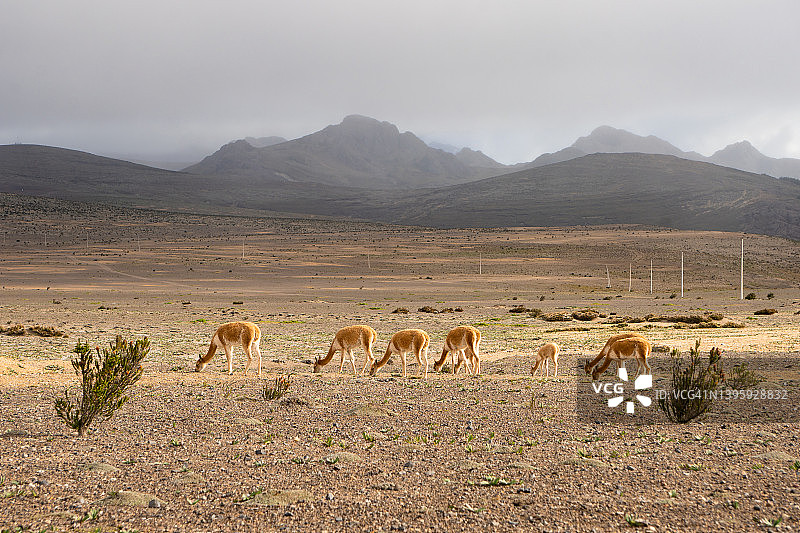 厄瓜多尔安第斯山脉中觅食的原驼图片素材