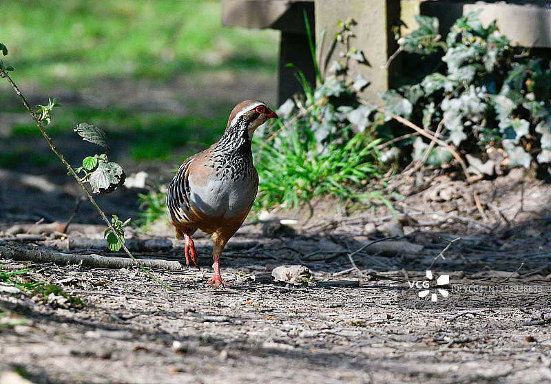 阳光下的红腿鹧鸪图片素材