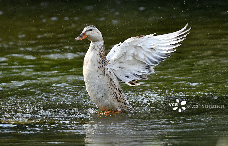 雌性银色阿普利亚德鸭图片素材