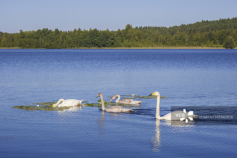 夏季，在芬兰的湖面上，两只成年大天鹅（普通天鹅）和两只小天鹅图片素材