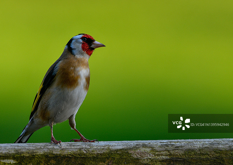 欧亚金翅雀图片素材