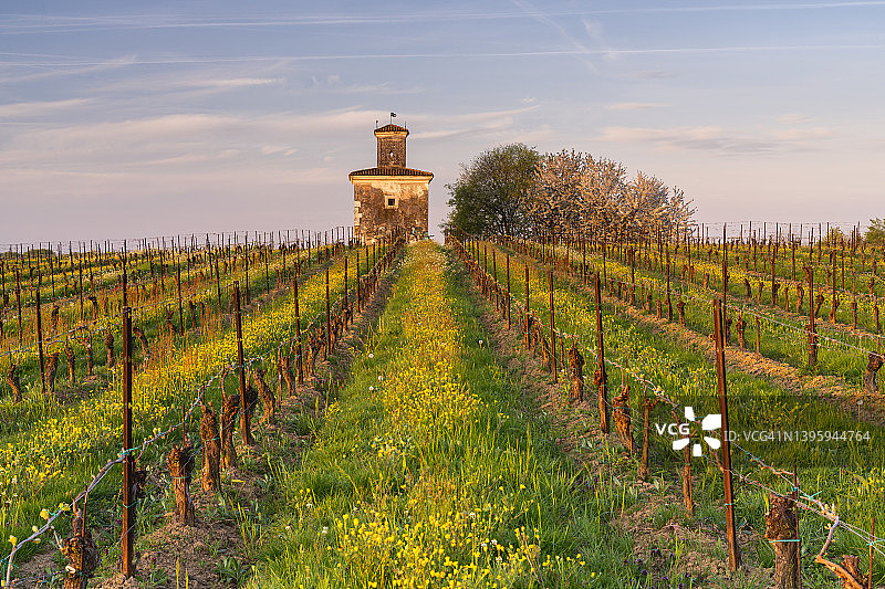 米拉贝拉图片素材