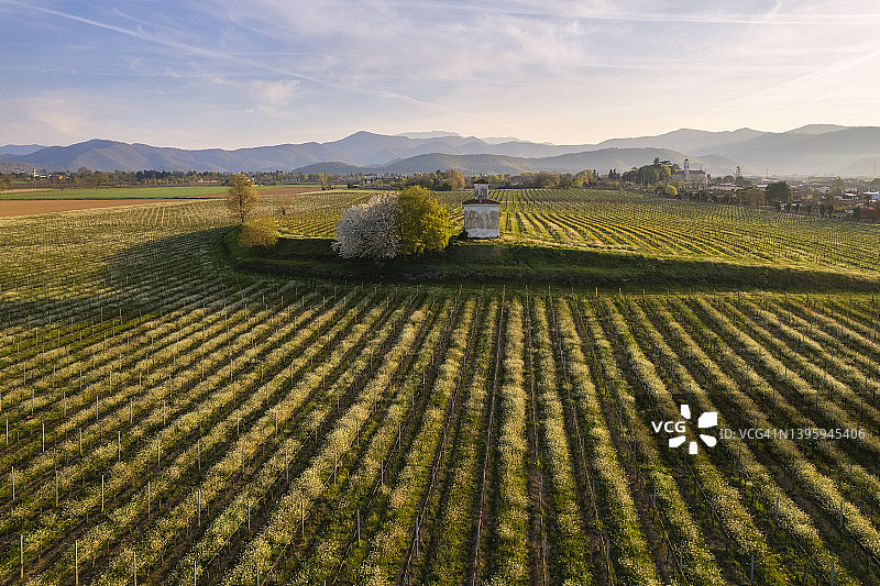 葡萄园图片素材