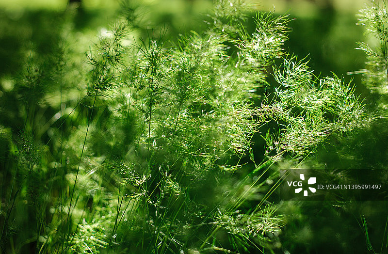 五月草甸郁郁葱葱，阳光明媚，植物背景为夏季和春季图片素材