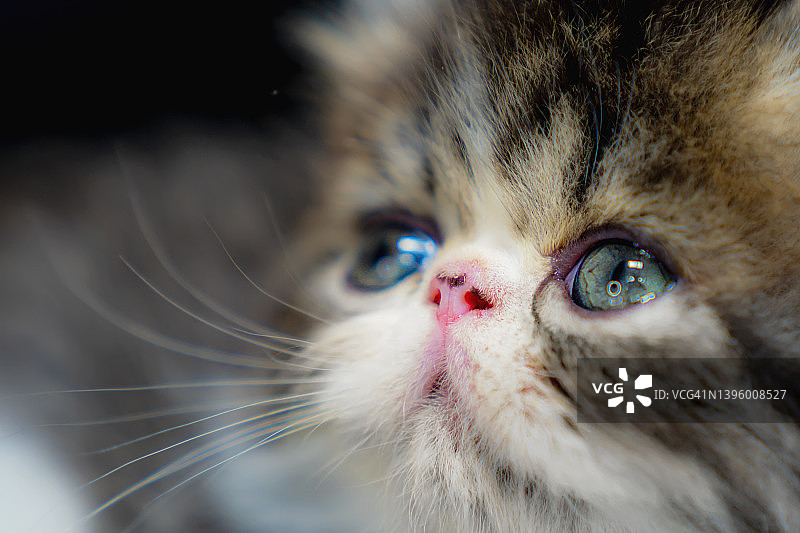 美丽的绿眼睛棕色虎斑波斯小猫面部特写图片素材