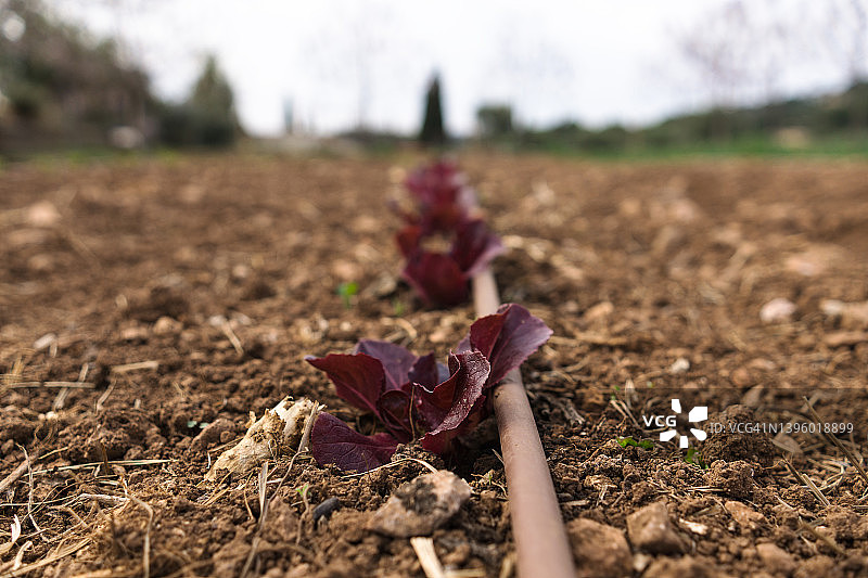 滴灌系统种植的单排橡树叶生菜图片素材