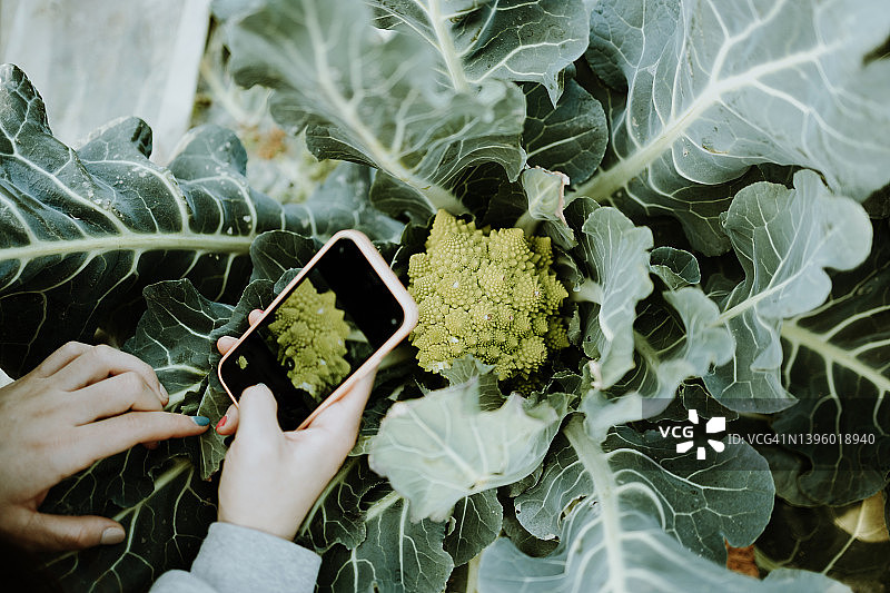 在温室里用智能手机检查蔬菜的女人图片素材