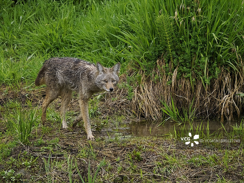在俄勒冈州城市湿地行走的郊狼图片素材