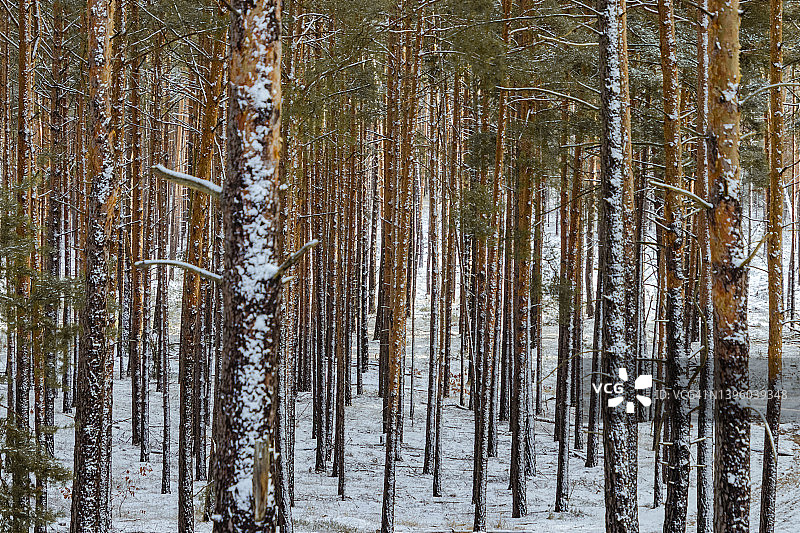 德国勃兰登堡的冬季雪松树图片素材