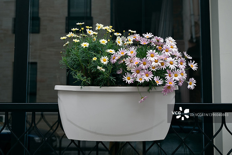 希腊花店里盛开的雏菊花朵图片素材