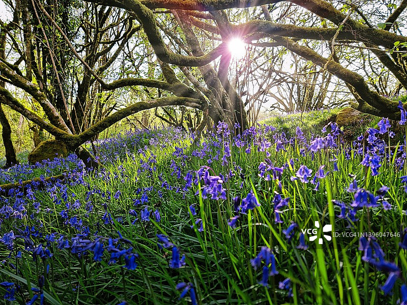 达特穆尔国家公园的风铃草图片素材