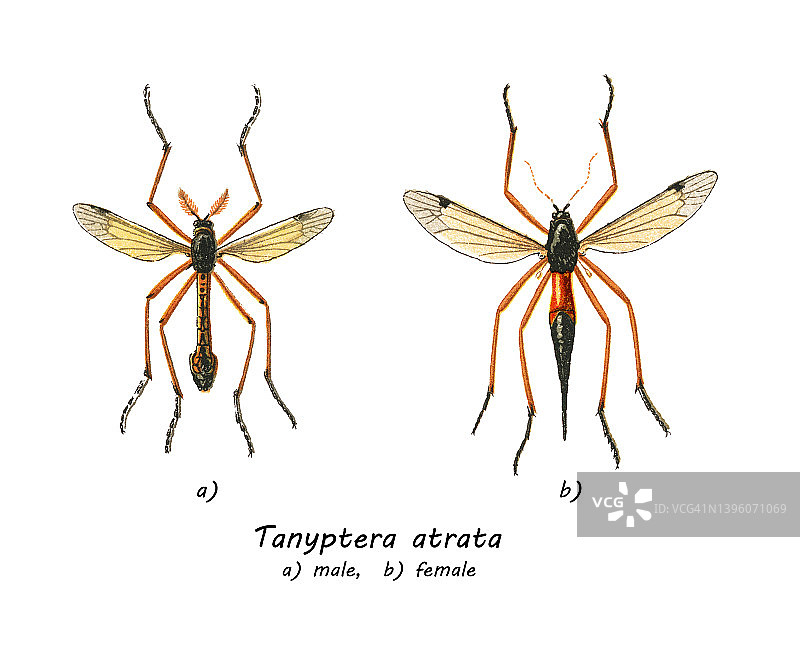 大蚊的彩色石印插图图片素材