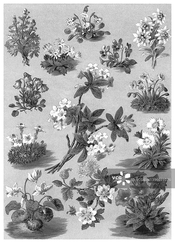 植物学古版画：高山植物图片素材