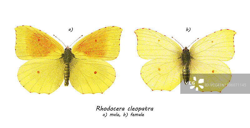老式彩色石印蝴蝶插图：克娄巴特拉蝶图片素材