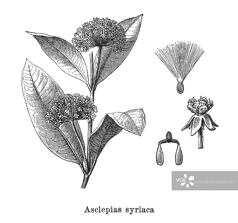 普通马利筋、蝴蝶花、乳草、丝状海 swallow-wort或弗吉尼亚乳草(Asclepias syriaca)古老雕刻插图图片素材