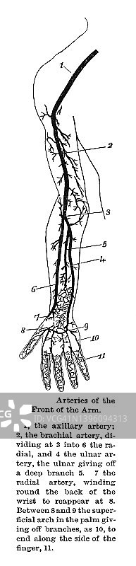 人手臂正面动脉的古老雕刻插图图片素材