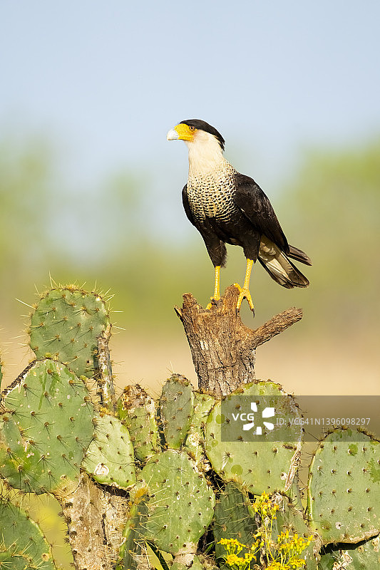 栖息在仙人掌中的凤头卡拉鹰图片素材