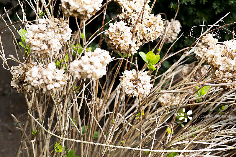 用绳子绑起来的干绣球花图片素材