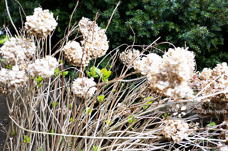 用绳子绑起来的干绣球花图片素材