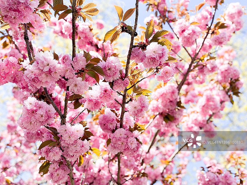 早开的“关山”樱花树预示着春天的到来图片素材