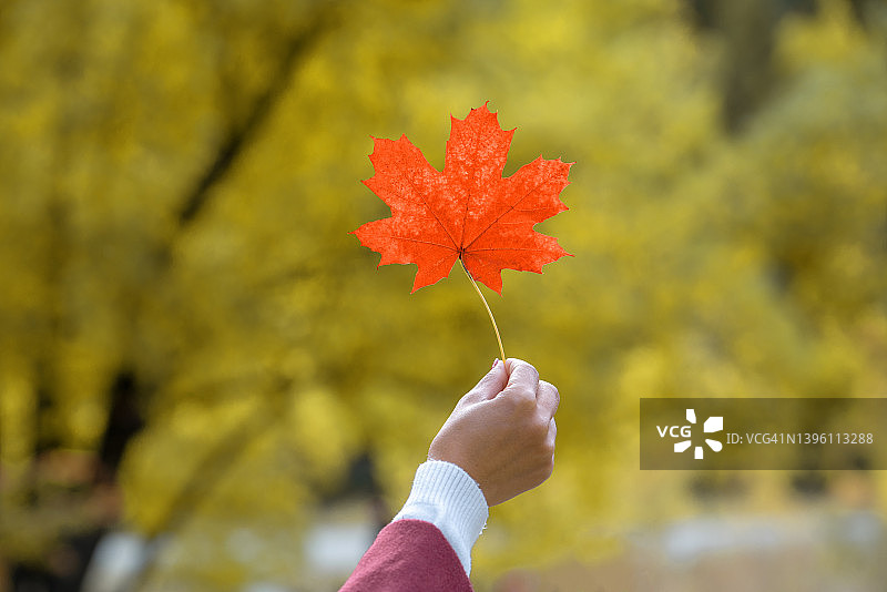 阳光下女人手中的红叶，秋意浓，手持红叶特写，公园里的枫叶图片素材