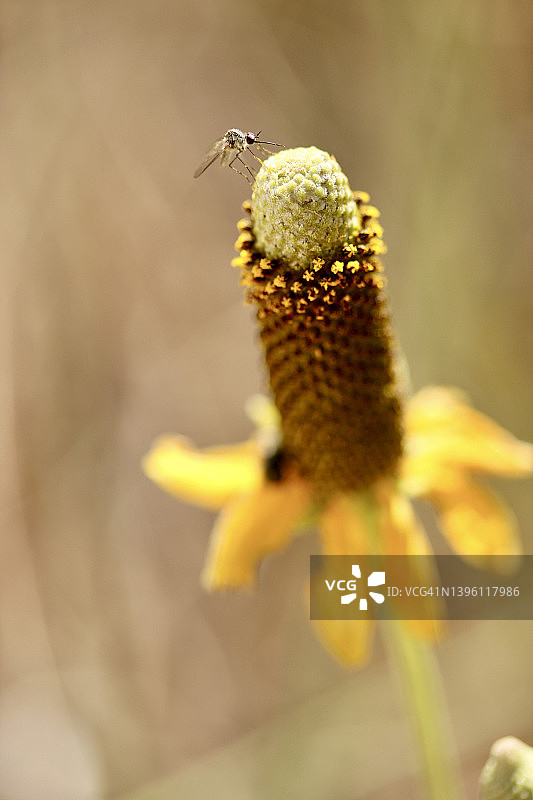金色花朵上的微小昆虫图片素材