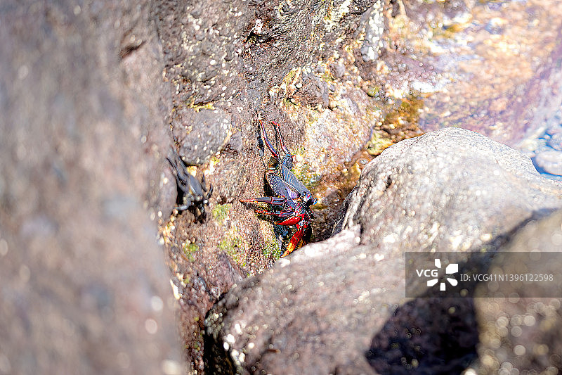 海滩岩石间的螃蟹（野生动物摄影）图片素材