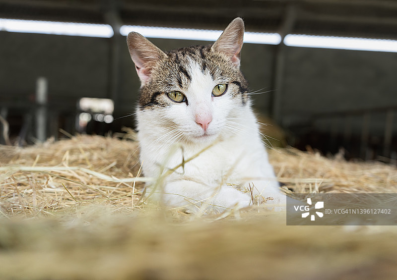 美丽的猫咪肖像，卧在农场草垛上图片素材