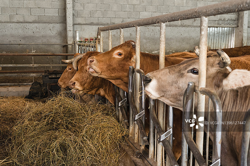 农场里吃草的快乐奶牛肖像图片素材