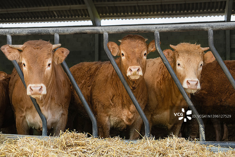 农场谷仓里奶牛看着镜头的可爱景象图片素材
