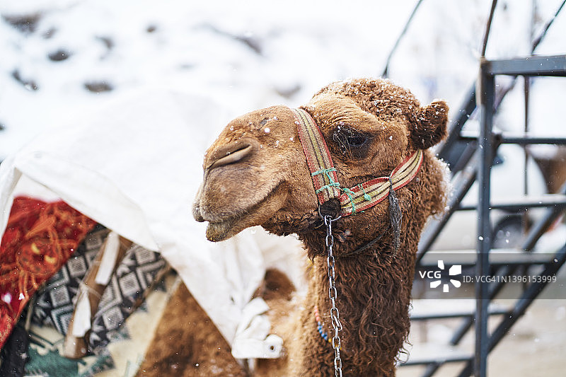 雪地街道上的骆驼图片素材