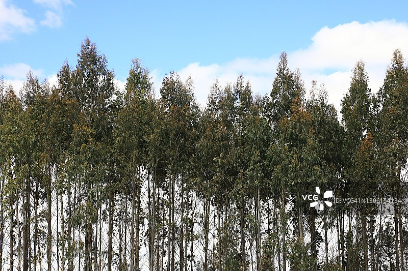 桉树（红桉树）图片素材