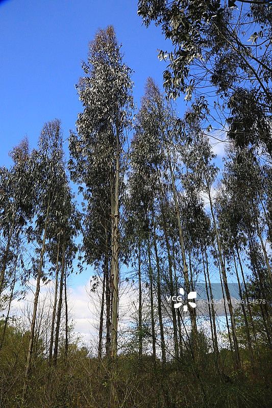 桉树种植园（红桉树）图片素材