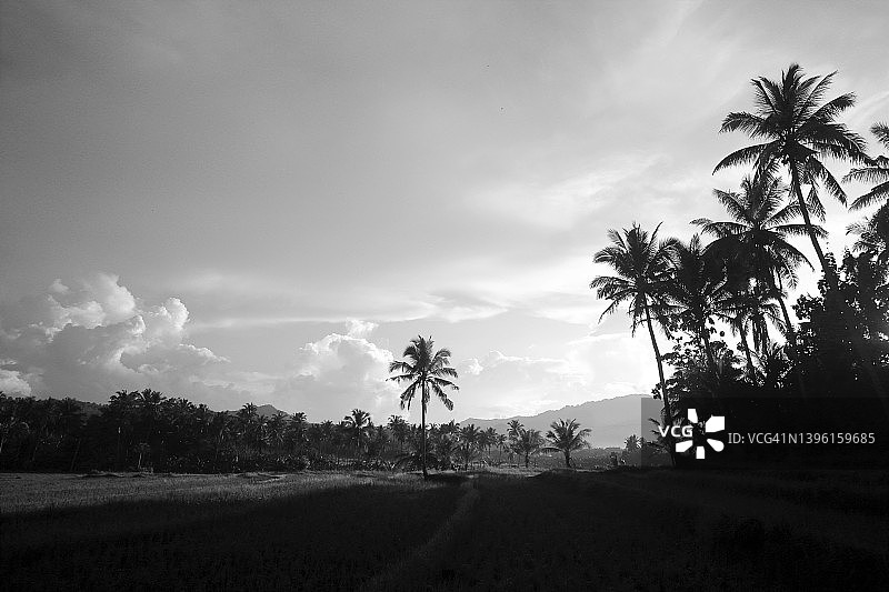 山脉中的稻田风光图片素材