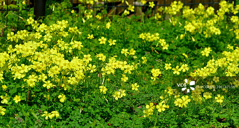 酢浆草图片素材