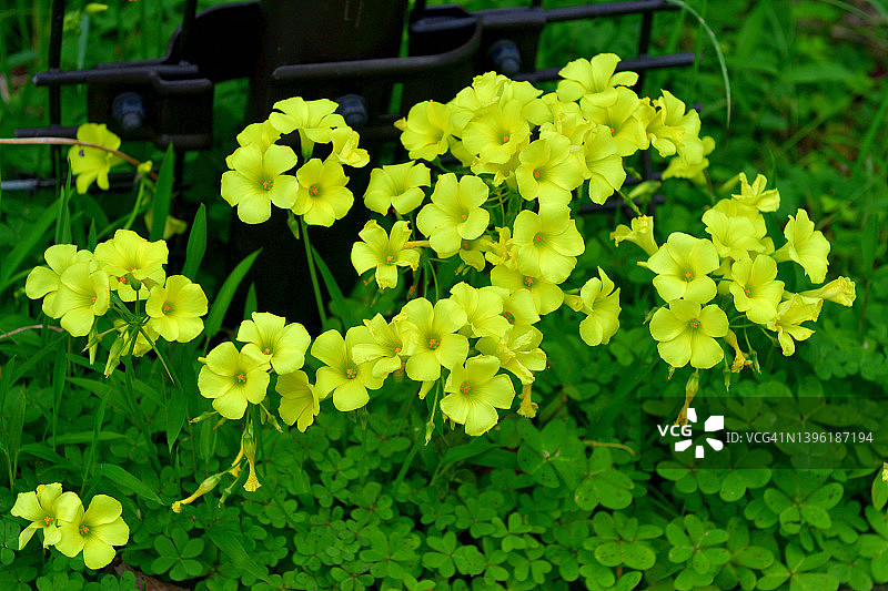 酢浆草图片素材