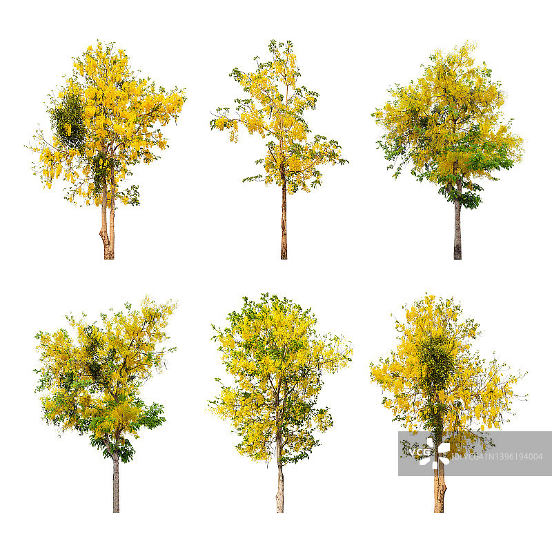 阿勃勒树开花素材（含裁剪路径）图片素材