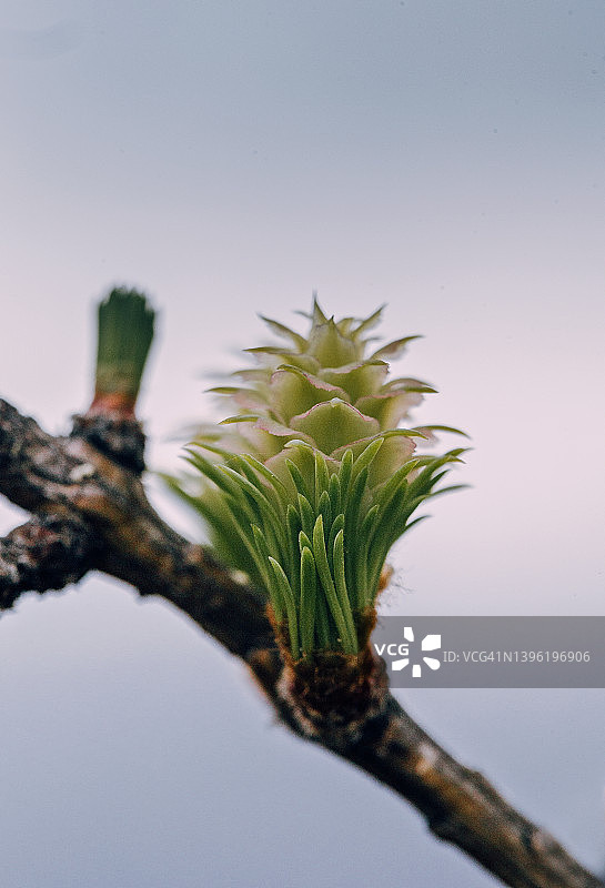 有新球果的落叶松图片素材