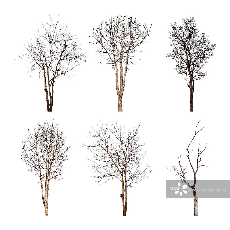 白色背景上的枯树合集（带裁剪路径）图片素材