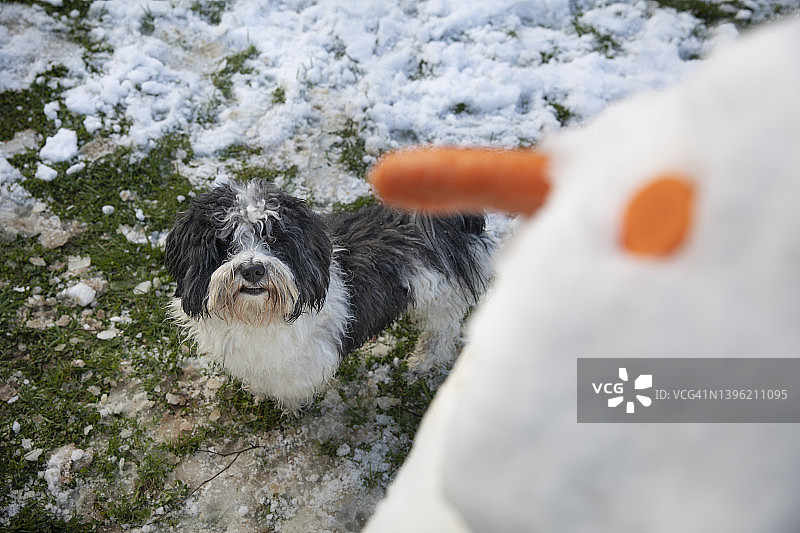 小狗渴望地看着后院雪人的胡萝卜鼻子图片素材