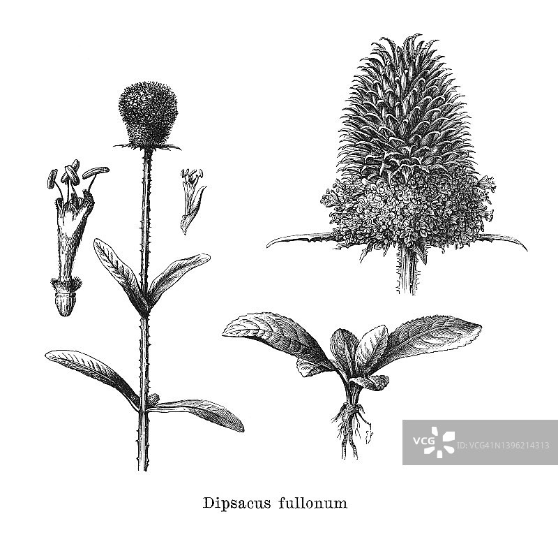 野生川续断的旧版雕刻插画图片素材