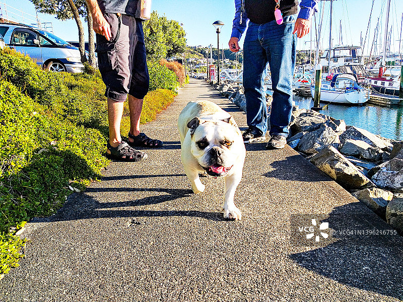 新西兰小狗，友善的牛头犬朝镜头跑去，主人站在后面图片素材