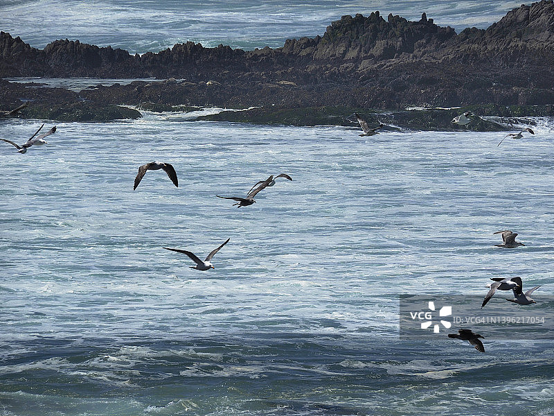 加州蒙特雷17英里海鸥图片素材
