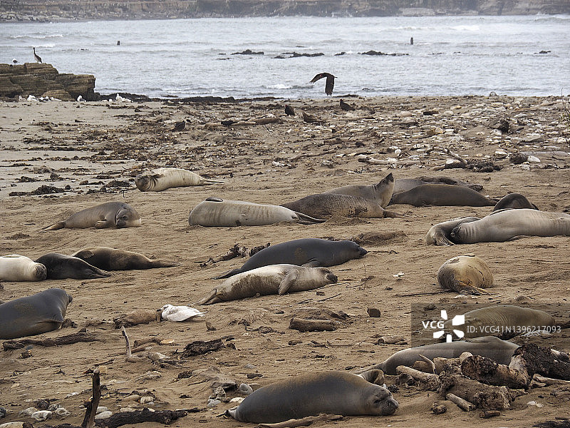 加利福尼亚州新的一年州立公园海滩上的海豹图片素材