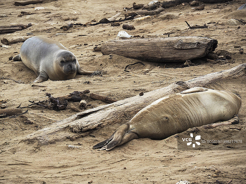 加利福尼亚州新的一年州立公园海滩上的海豹图片素材