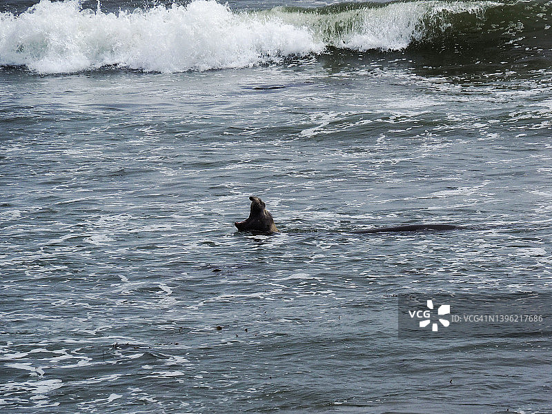 新的一年州立公园的海象图片素材