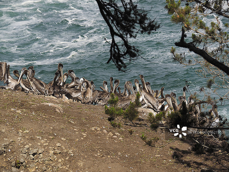 加州洛博斯角悬崖上的鹈鹕图片素材